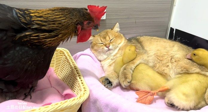 ヒナと一緒に眠る子猫