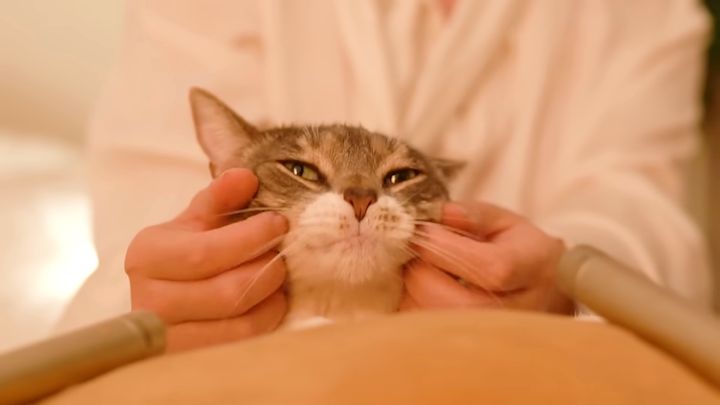 1時間ゴロゴロ耐久猫マッサージ、目を閉じて聞けば猫の心地に