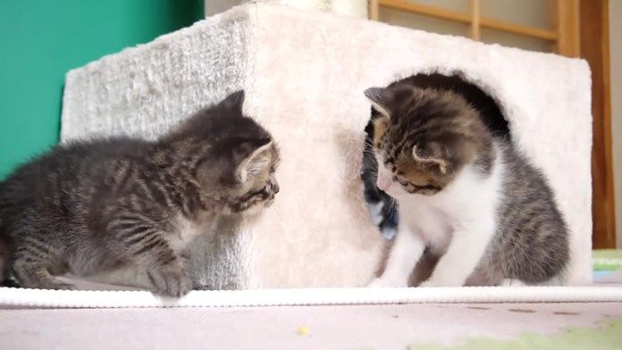 向かい合う子猫達