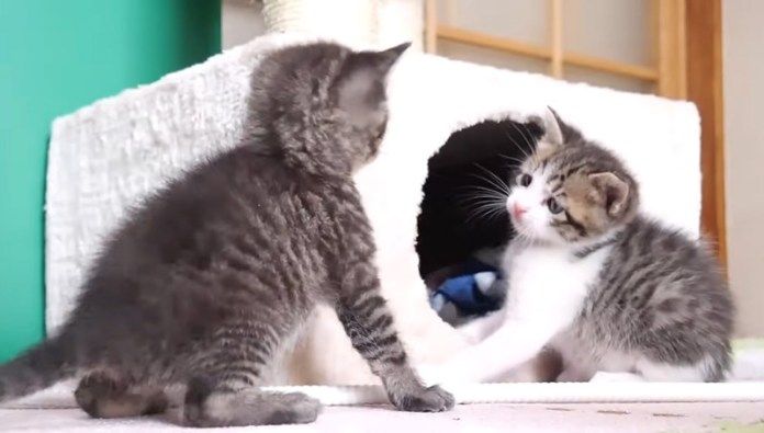 「ワン！」と吠える子猫