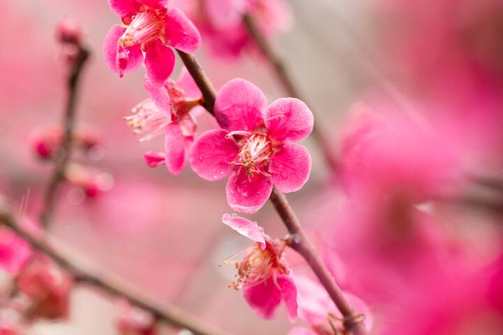 2024年「ことりっぷ」ニュースと2025年ことりっぷのおすすめ旅先｜ことりっぷ編集部 