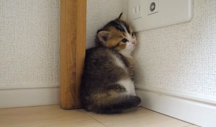 部屋の隅っこの子猫