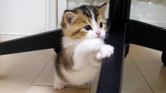 滑って寄りかかれない子猫