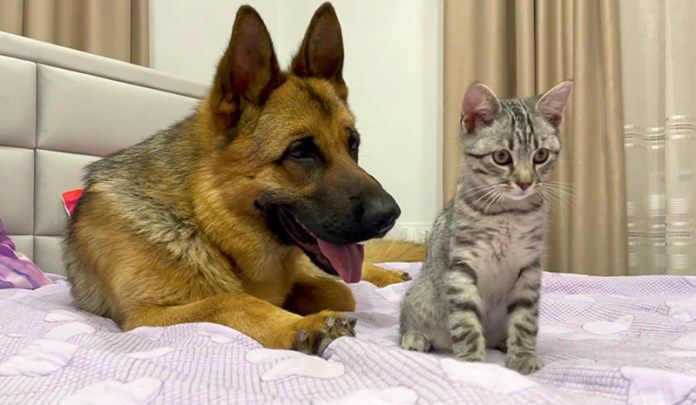 子猫に相手にされない犬