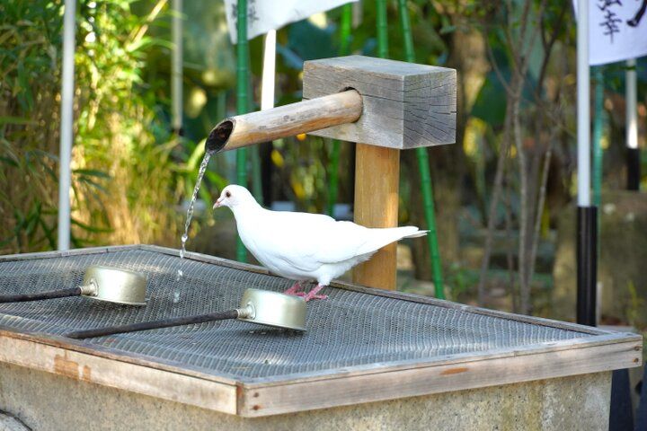 鎌倉で迎える2025年の新春♪鶴岡八幡宮の初詣と艶やかなランチや老舗の甘味処でお正月を満喫