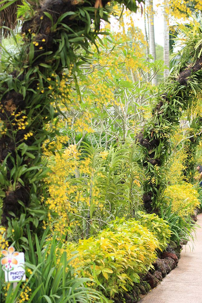 ナショナル・オーキッド・ガーデンのオンシジュームのアーチ