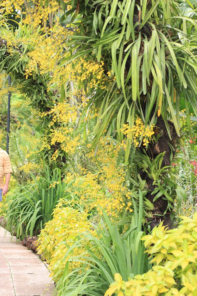 オンシジュームのアーチ