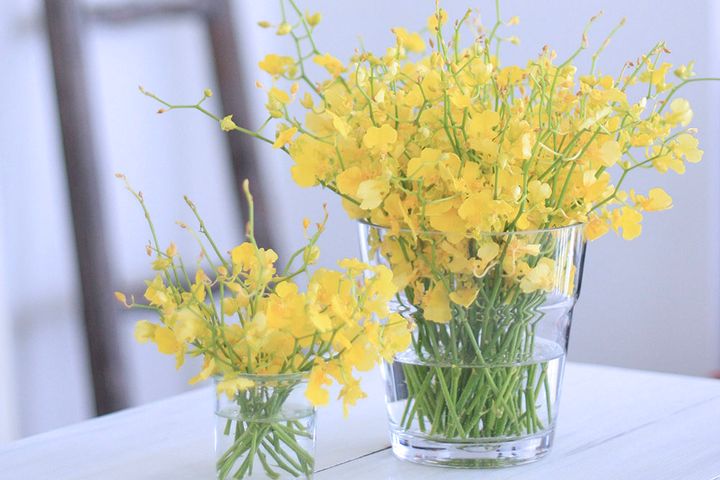 オンシジューム