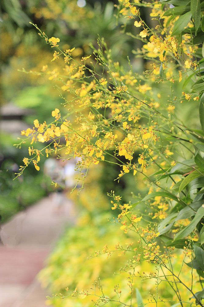 ナショナル・オーキッド・ガーデンのオンシジュームのアーチ