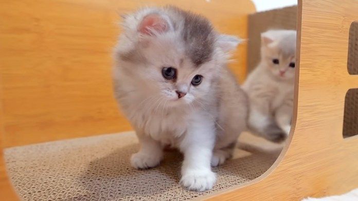 眠たくなってきた子猫