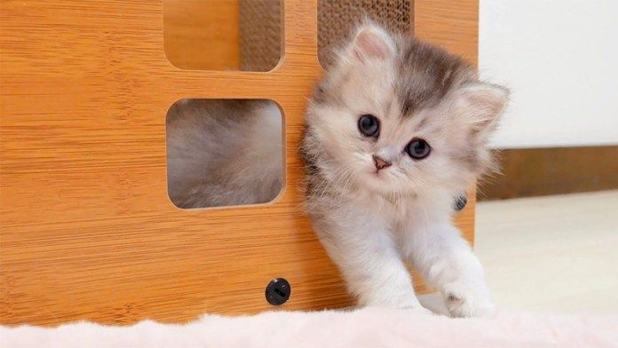 隙間にハマった子猫