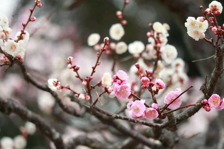 例年1月には新春を言祝ぐように、早咲きの梅が開花。清々しい空気のなか、甘くさわやかな梅の香りがふわりと漂う。