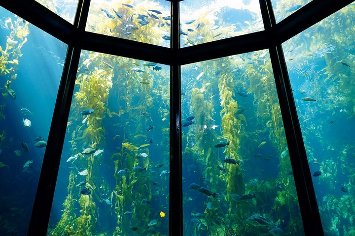 モントレーベイ水族館 （1984年）