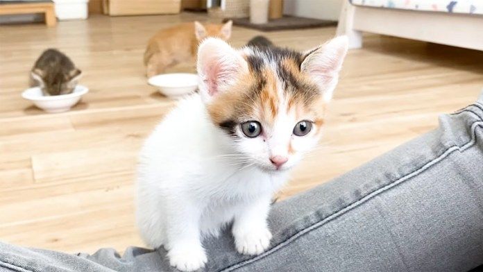 ごちそうさまをしに来る子猫