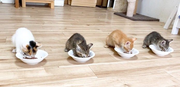 ご飯を食べる子猫達
