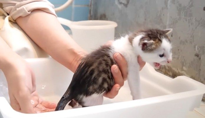 お風呂に入った子猫