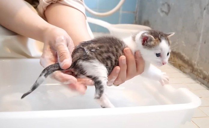 お風呂に入った子猫