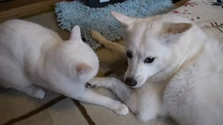 ストーブの前を寄こせと鬼気迫る猫、白と白との熱き戦い