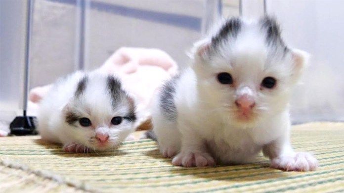 ほふく前進競争する子猫達