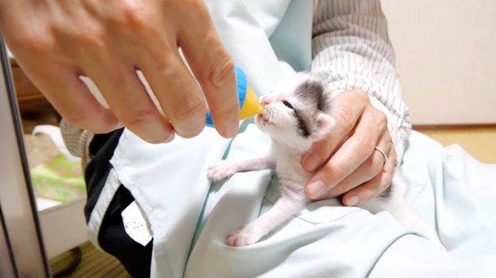 ミルクを飲む子猫