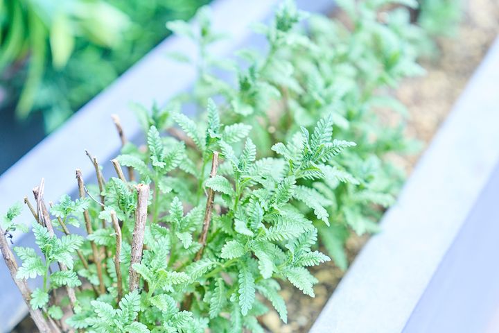 ラベンダー。取材時は剪定した後の状態だとか