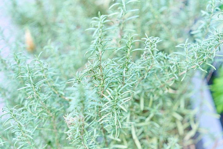 香りのいいハーブ定番の、ローズマリーも