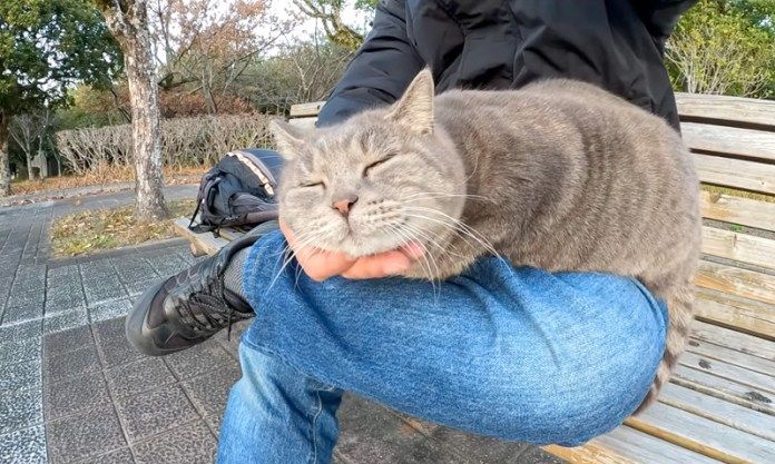 膝の上で撫でられる猫