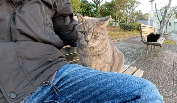 乗り気ではない猫