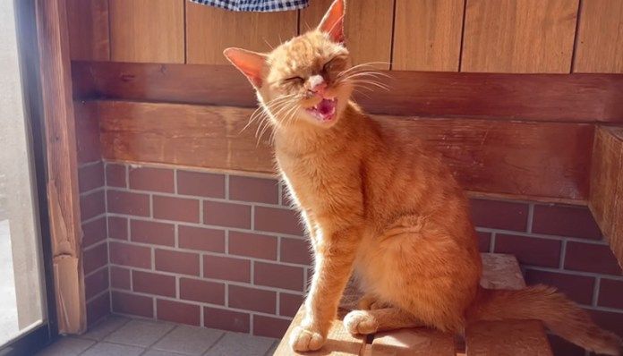 隔離されていた猫