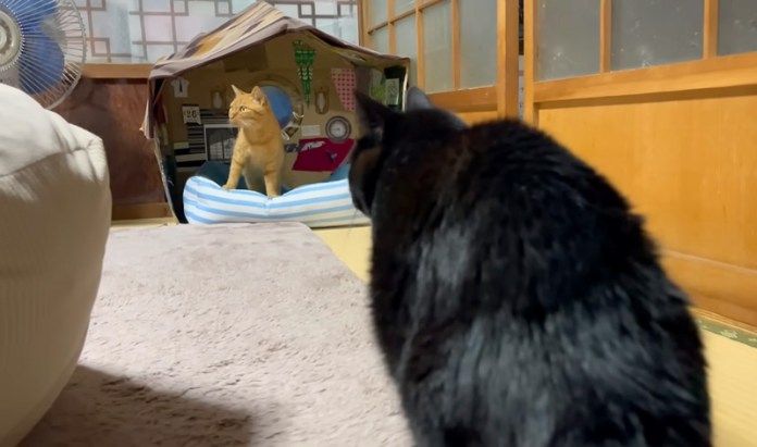 一緒に過ごす猫達