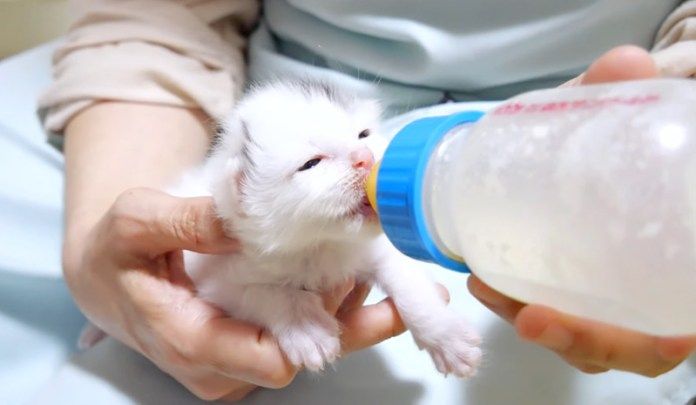 ミルクを飲む子猫