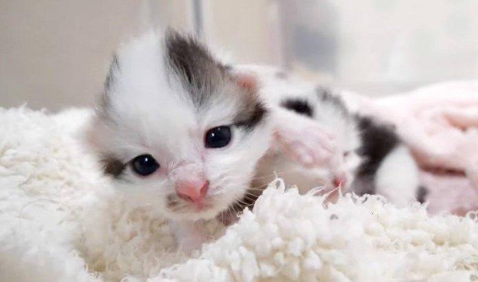 お兄ちゃんを踏んづけて歩く子猫