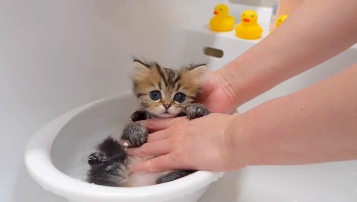 初めてお風呂に入る子猫