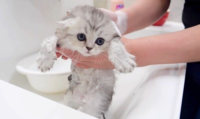 初めてお風呂に入る子猫