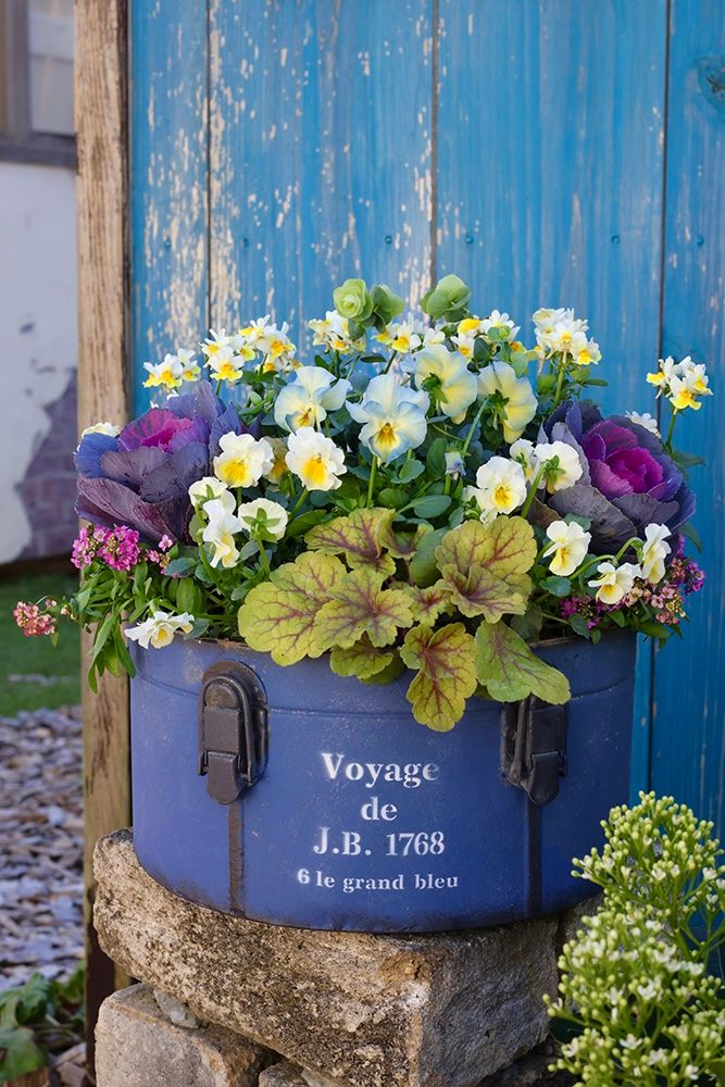 ビオラ‘恋みやび’のビンテージ風寄せ植え