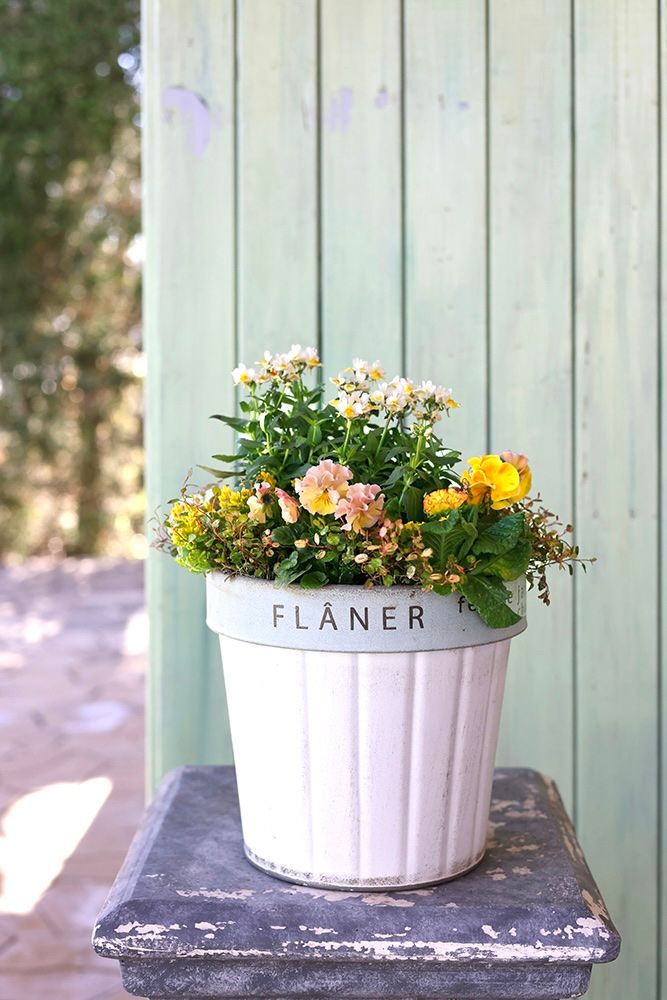 パンジー＆ビオラの寄せ植え