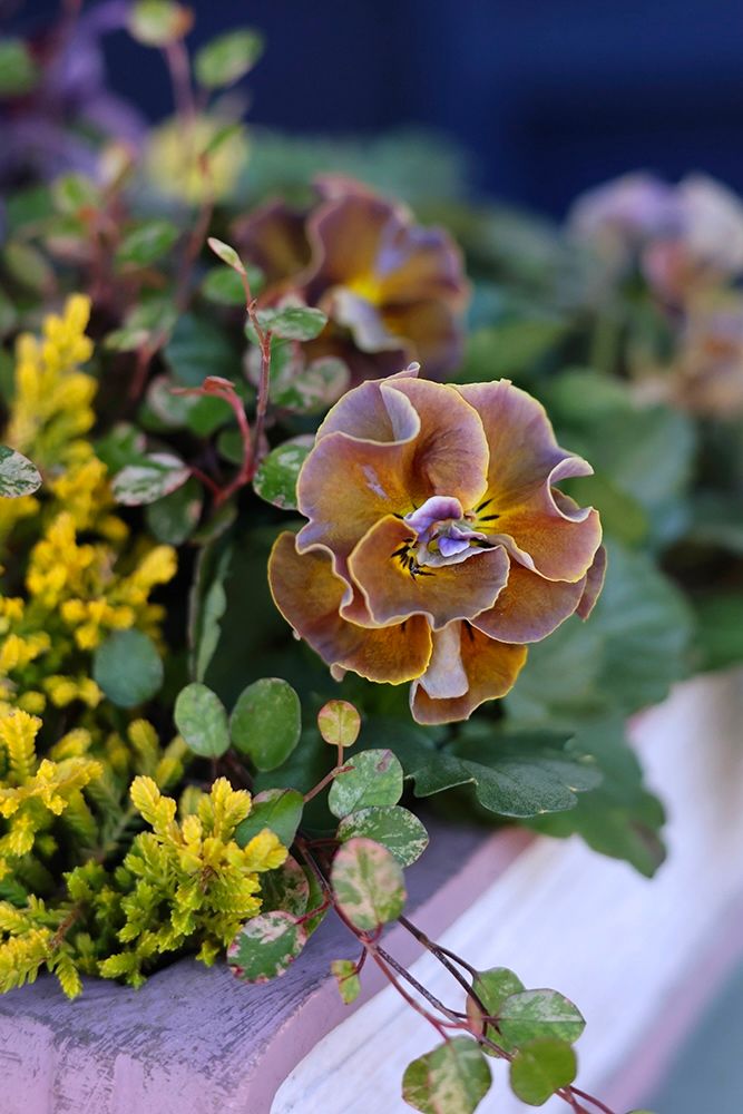 パンジー‘ジュエルボックス パステルフリル’