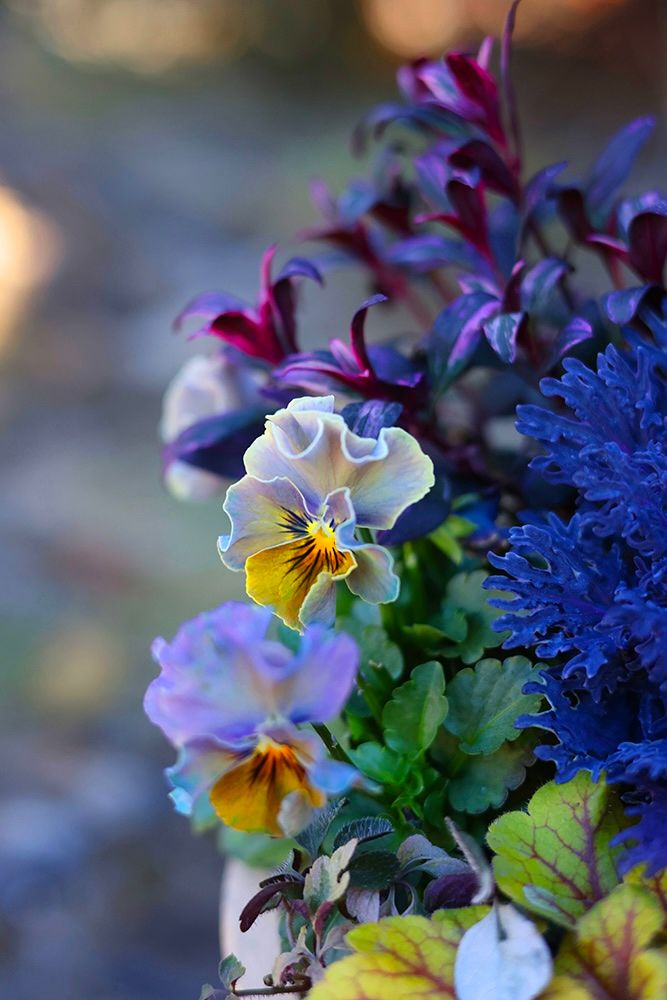 パンジー‘ジュエルボックス パステルフリル’