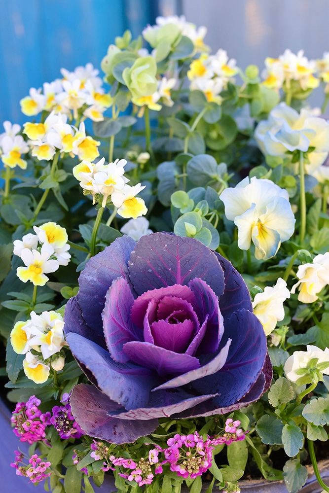 ビオラ‘恋みやび’のビンテージ風寄せ植え