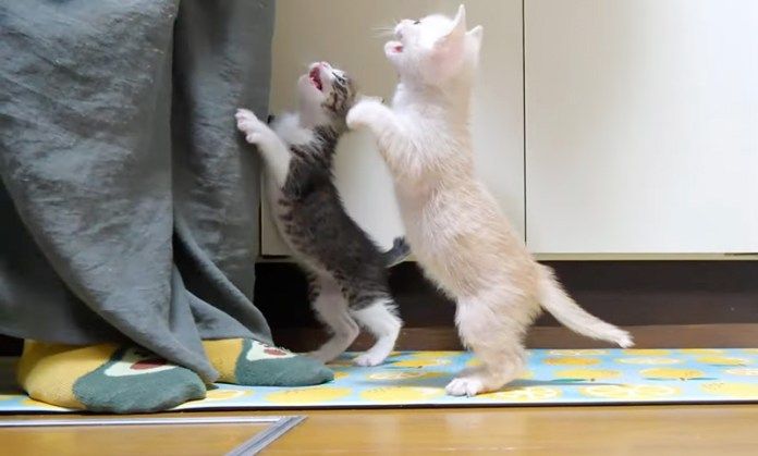大合唱する子猫達