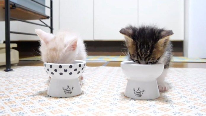 ご飯を食べる子猫達