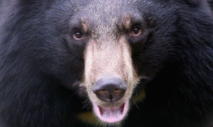 これは怖い！44歳の元代表選手の自宅にクマ出没…子供たちは悲鳴