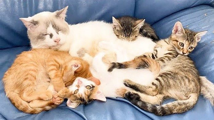 猫に寄り添う子猫達