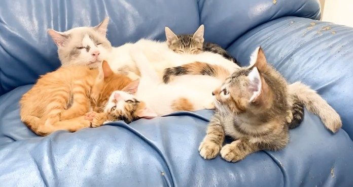 猫に寄り添う子猫達