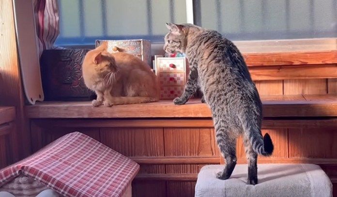 保護猫にグイグイ行く先住猫