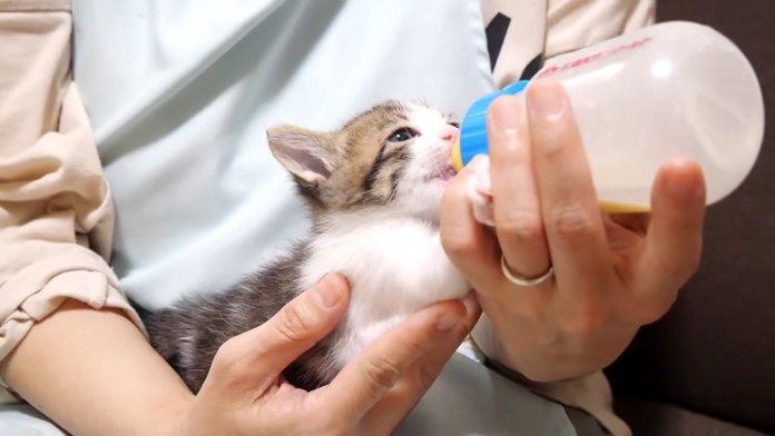 ミルクを飲む子猫
