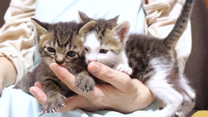 指を吸う子猫達