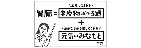 腎臓＝＼血液に含まれる／老廃物（毒）をろ過+＼余分な水分を出してくれる／元気のみなもとです！