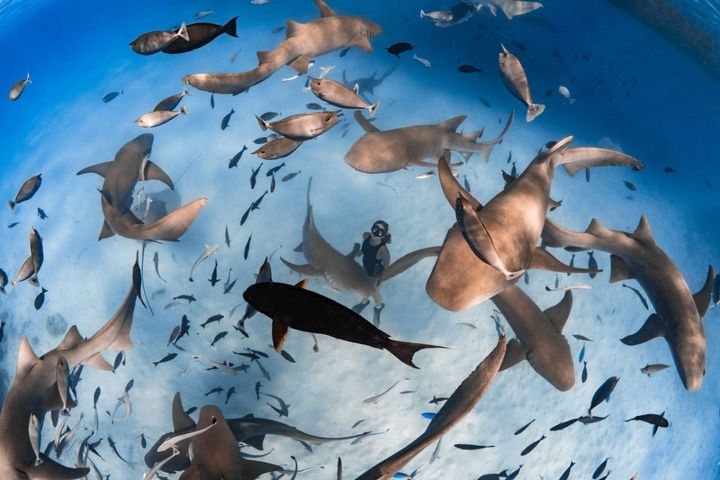 「ナースシャーク シュノーケリング」／©︎Anantara Veli Maldives Resort