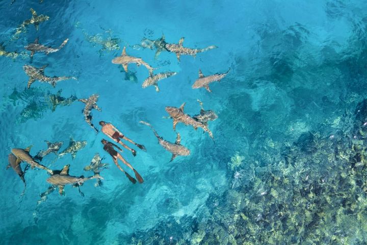 「ナースシャーク シュノーケリング」大人＄275／©︎Anantara Veli Maldives Resort